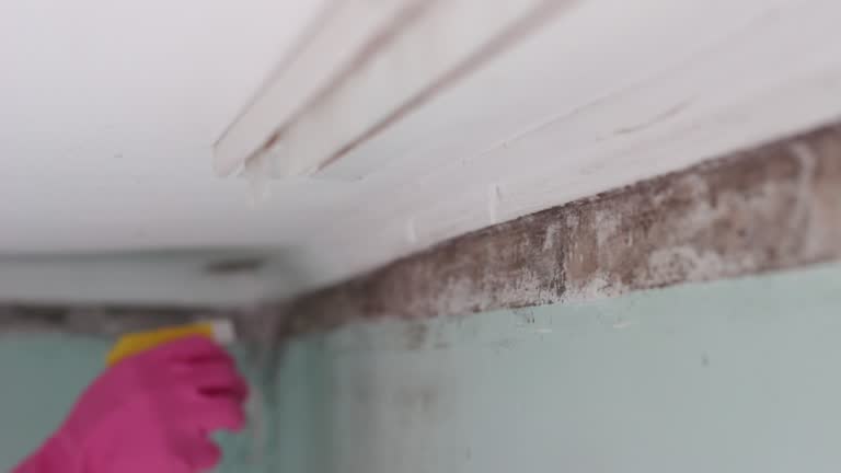 Mold Documentation for Insurance Claims in Hanley Hills, MO